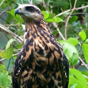 CARARA NATIONAL PARK & TARCOLES RIVER CROCODILE BOAT TOUR