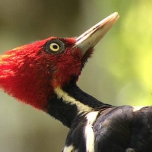 CARARA NATIONAL PARK & TARCOLES RIVER CROCODILE BOAT TOUR