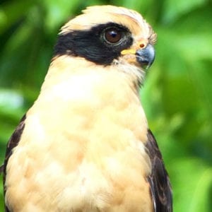 CARARA NATIONAL PARK & TARCOLES RIVER CROCODILE BOAT TOUR
