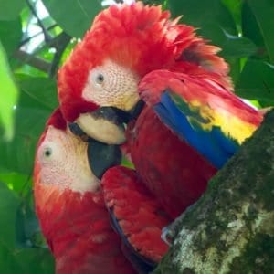 CARARA NATIONAL PARK & TARCOLES RIVER CROCODILE BOAT TOUR
