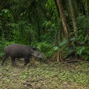 Corcovado National Park & Sirena Station Day Trip from Manuel Antonio