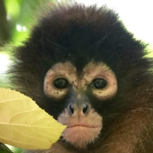 Manuel Antonio National Park Wheelchair Friendly Guided Tour
