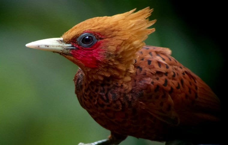 Early Morning Local Birding Expedition - Image 10