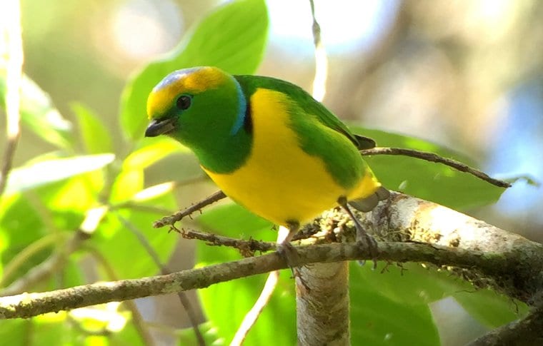 Early Morning Local Birding Expedition - Image 8