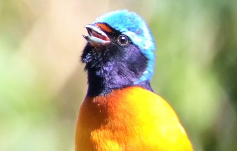 Early Morning Local Birding Expedition - Image 9