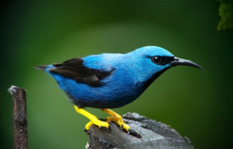 Early Morning Local Birding Expedition - Image 12