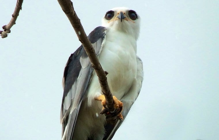 Early Morning Local Birding Expedition - Image 7