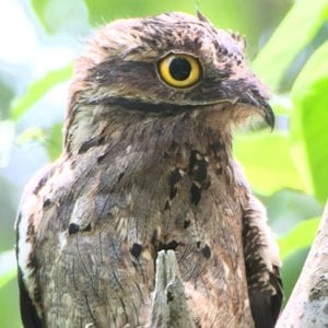 Early Morning Local Birding Expedition