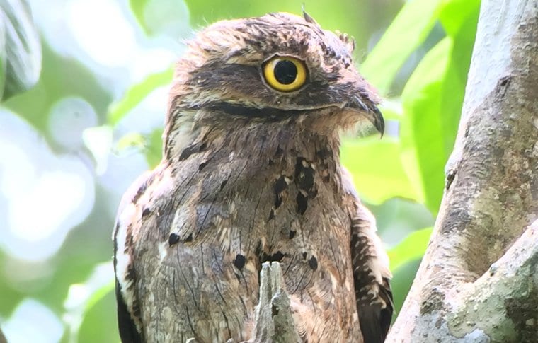 Early Morning Local Birding Expedition - Image 4