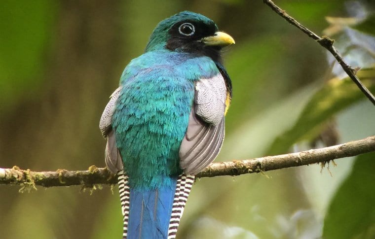 Early Morning Local Birding Expedition - Image 13