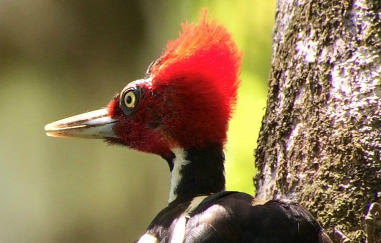 Early Morning Local Birding Expedition - Image 11