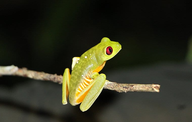 Jungle Night Research Walk - Image 11
