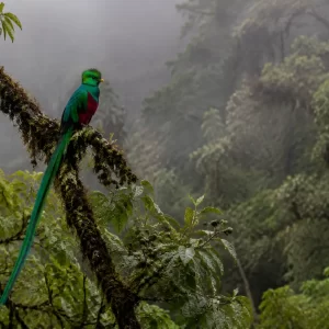 Los Quetzales & Highland Birding Expedition from Manuel Antonio