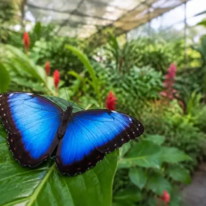Selvatura Park Butterfly Garden: Guided Monteverde Tour