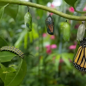 Selvatura Park Butterfly Garden: Guided Monteverde Tour