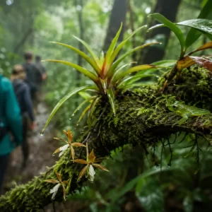 Selvatura Park Natural History Walk: Guided Cloud Forest & Hanging Bridges
