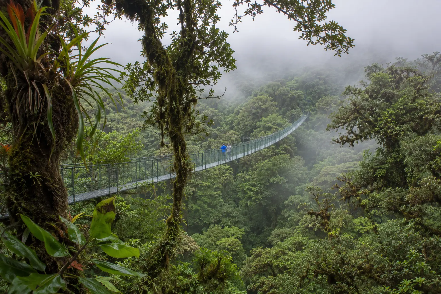 Selvatura Park Hanging Bridges: Self-Guided Cloud Forest Walk - Image 4