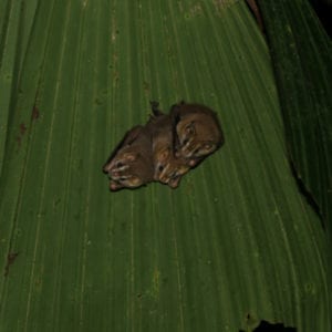 Jungle Night Research Walk