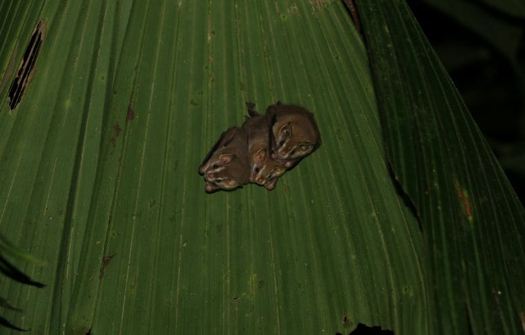 Jungle Night Research Walk - Image 2
