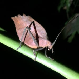 Jungle Night Research Walk