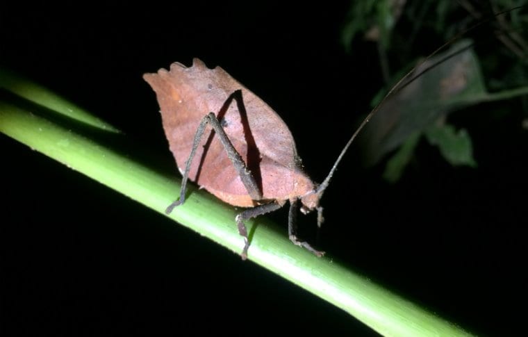 Jungle Night Research Walk - Image 3