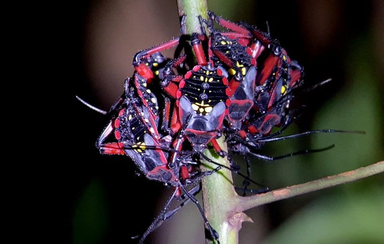 Jungle Night Research Walk - Image 18