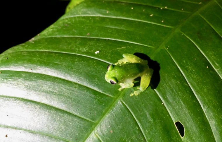 Jungle Night Research Walk - Image 8