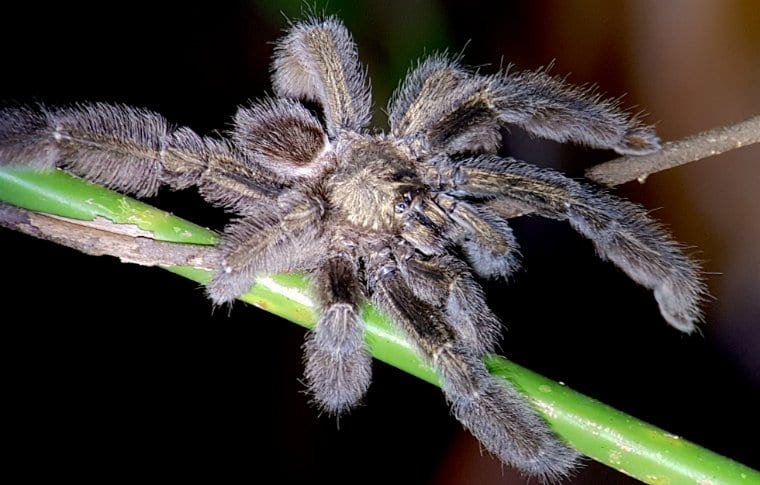 JUNGLE NIGHT RESEARCH WALK