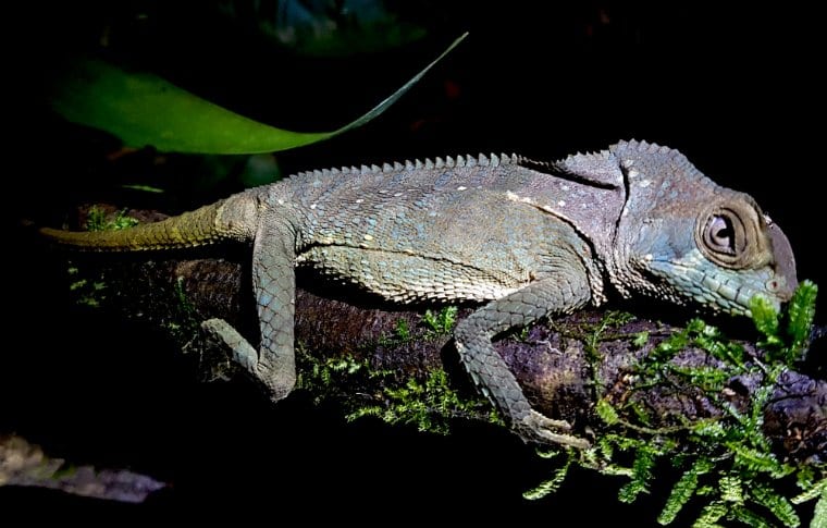 Jungle Night Research Walk - Image 13