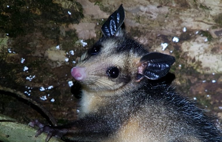Jungle Night Research Walk - Image 16
