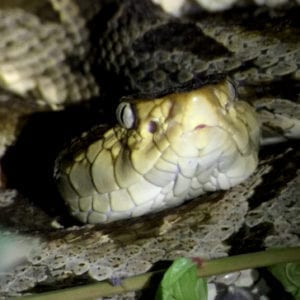 Jungle Night Research Walk