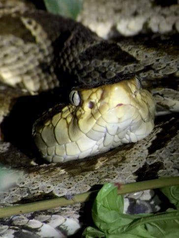 Jungle Night Research Walk - Image 4