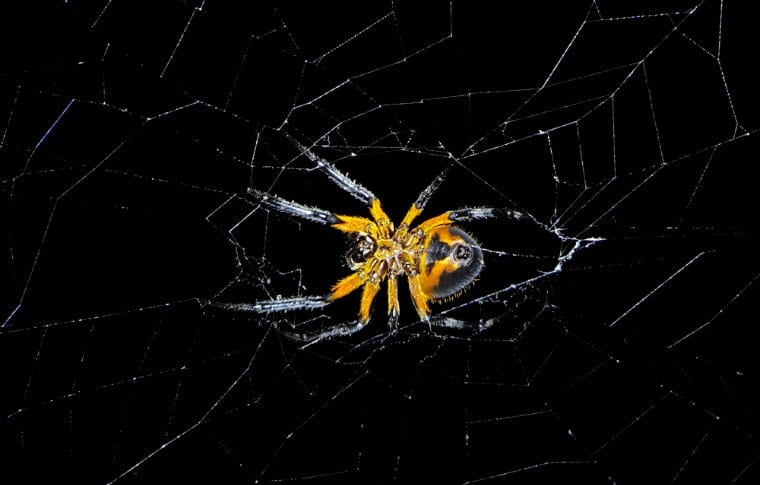Jungle Night Research Walk - Image 17