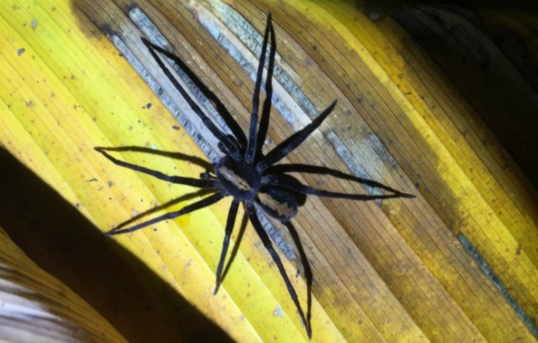 Jungle Night Research Walk - Image 6