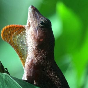 Manuel Antonio National Park Guided Tour