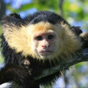 Manuel Antonio National Park Guided Tour