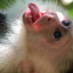 Manuel Antonio National Park Wheelchair Friendly Guided Tour