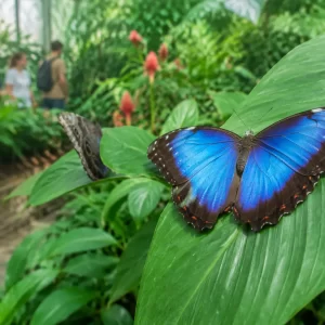 Selvatura Park Diamond Pack: Ziplining, Bridges & Butterflies