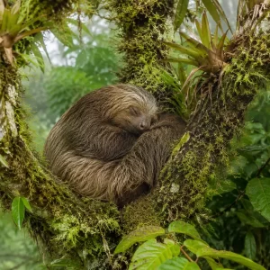 Selvatura Park Sloth Habitat: Guided Conservation Tour