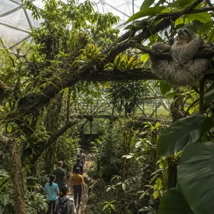 Selvatura Park Sloth Habitat: Guided Conservation Tour